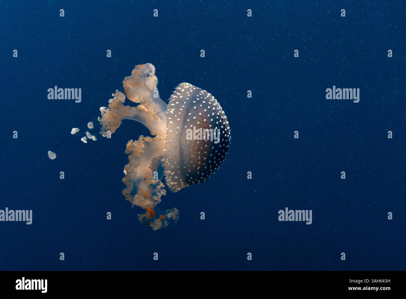 Meduse blu Phyllorhiza punctata , campana galleggiante, meduse maculate australiane o meduse maculate bianche Foto Stock