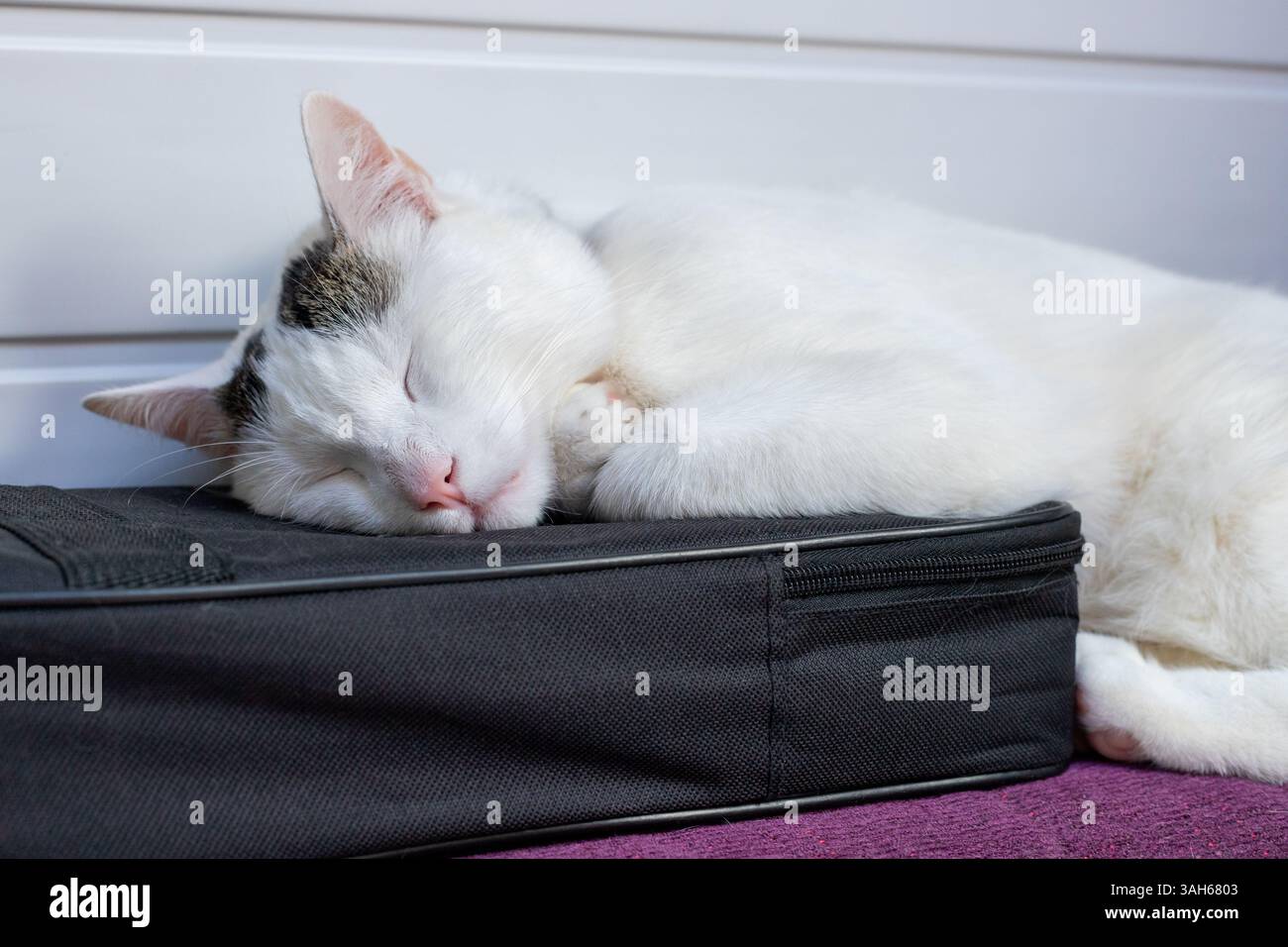 Carino gatto bianco che dorme su una cassa per pianoforte Foto Stock