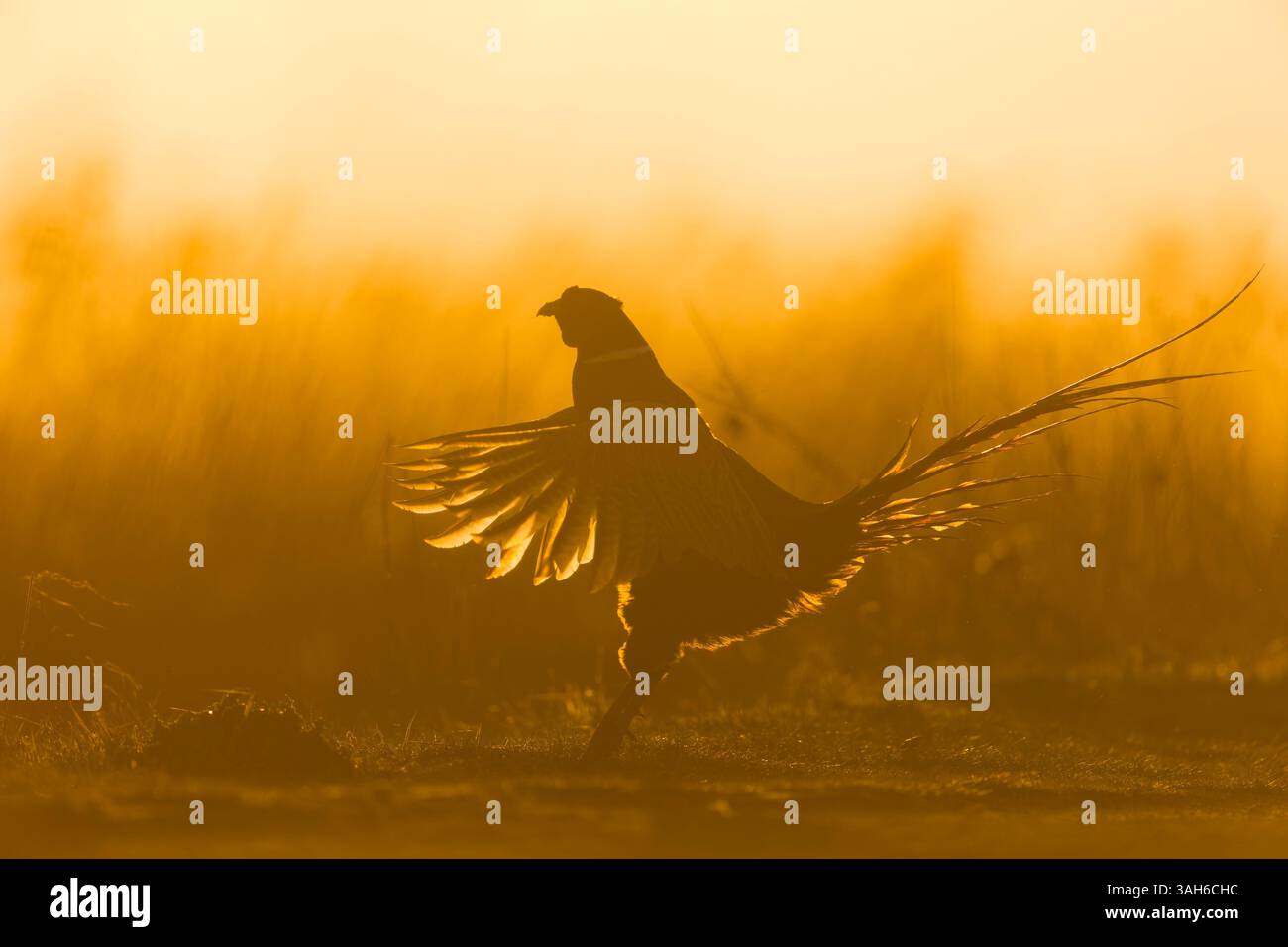 Fagiano comune Phasianus colchicus, maschio adulto che batte ali in mostra territoriale all'alba, Suffolk, Inghilterra, aprile Foto Stock