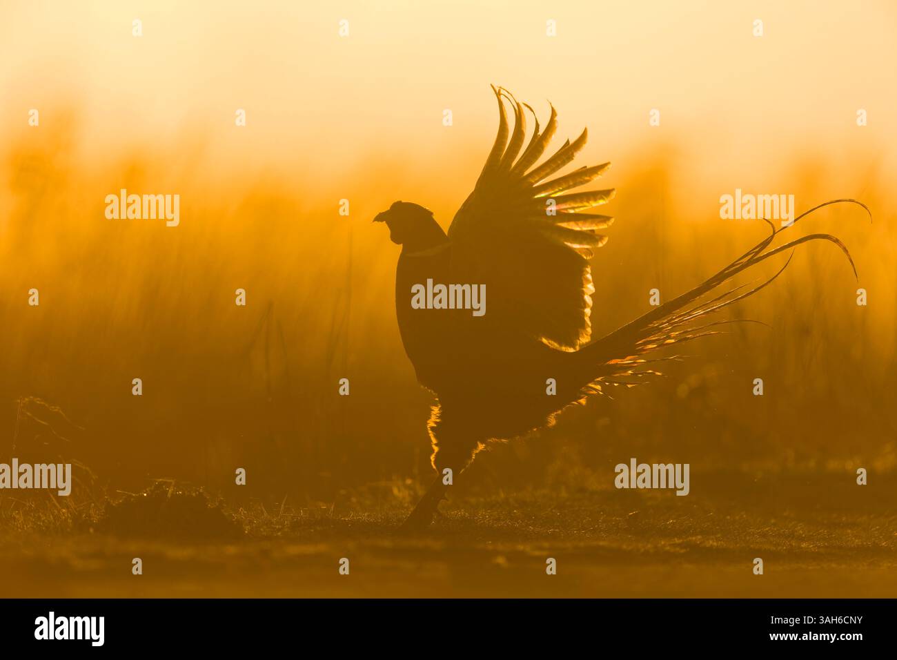 Fagiano comune Phasianus colchicus, maschio adulto che batte ali in mostra territoriale all'alba, Suffolk, Inghilterra, aprile Foto Stock