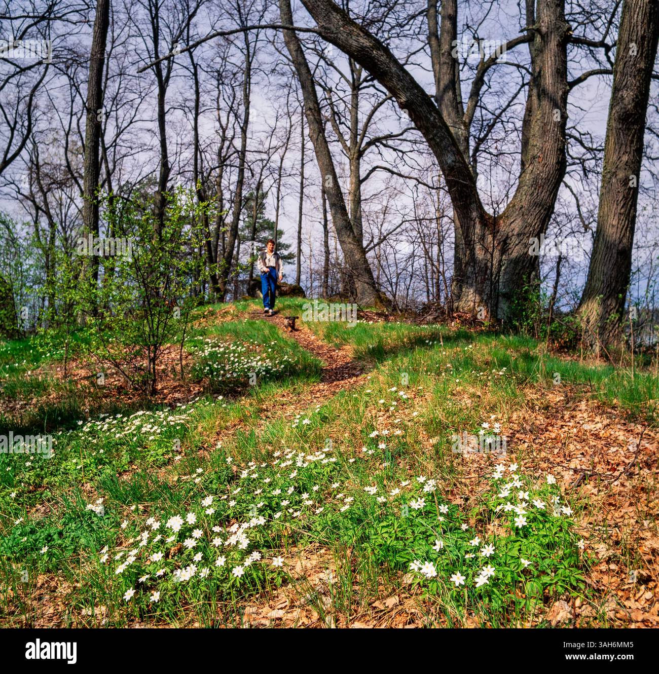 Paesaggio di primavera Foto Stock