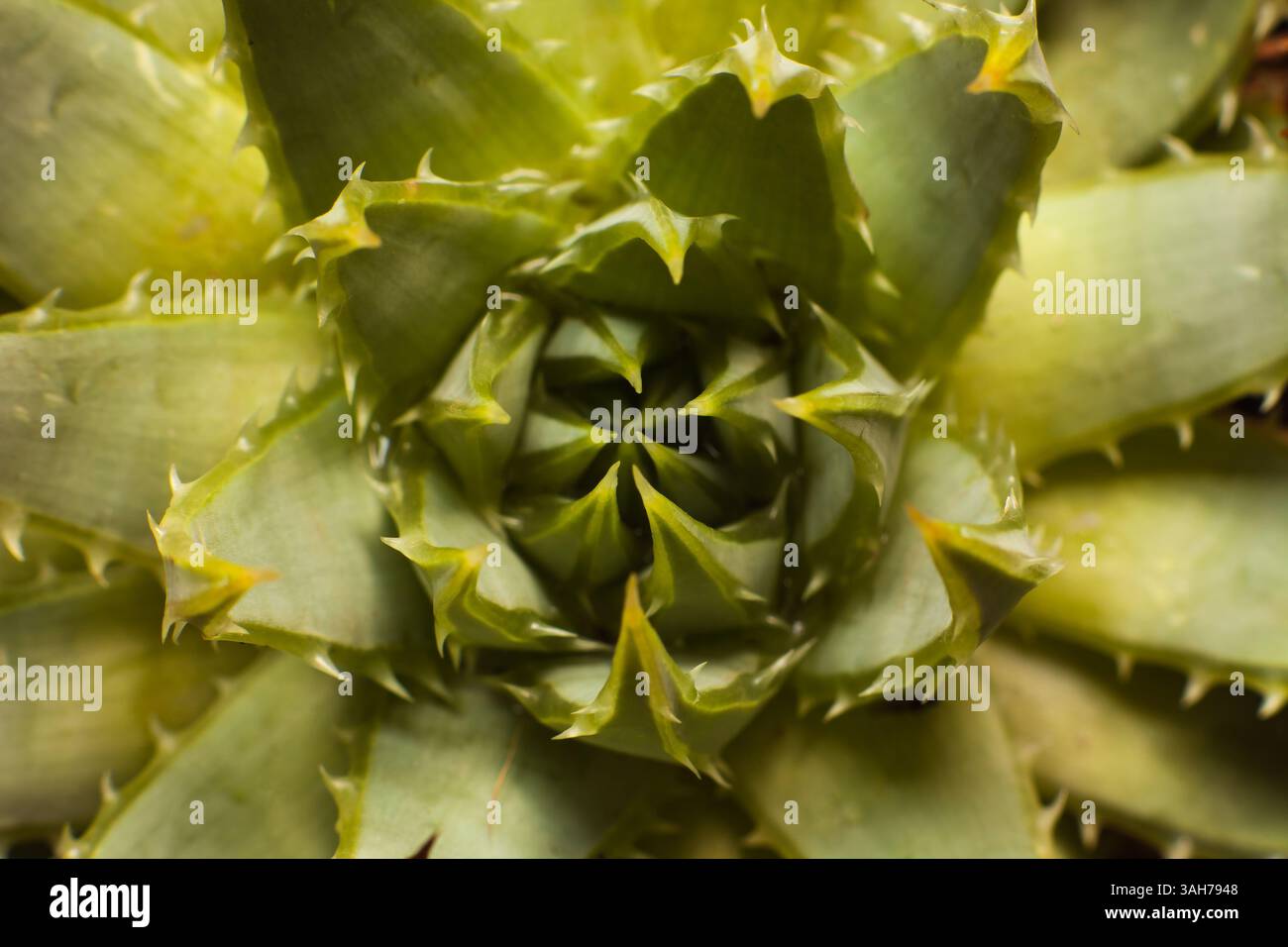Spirale Aloe Aloe polyphylla 16115 Foto Stock