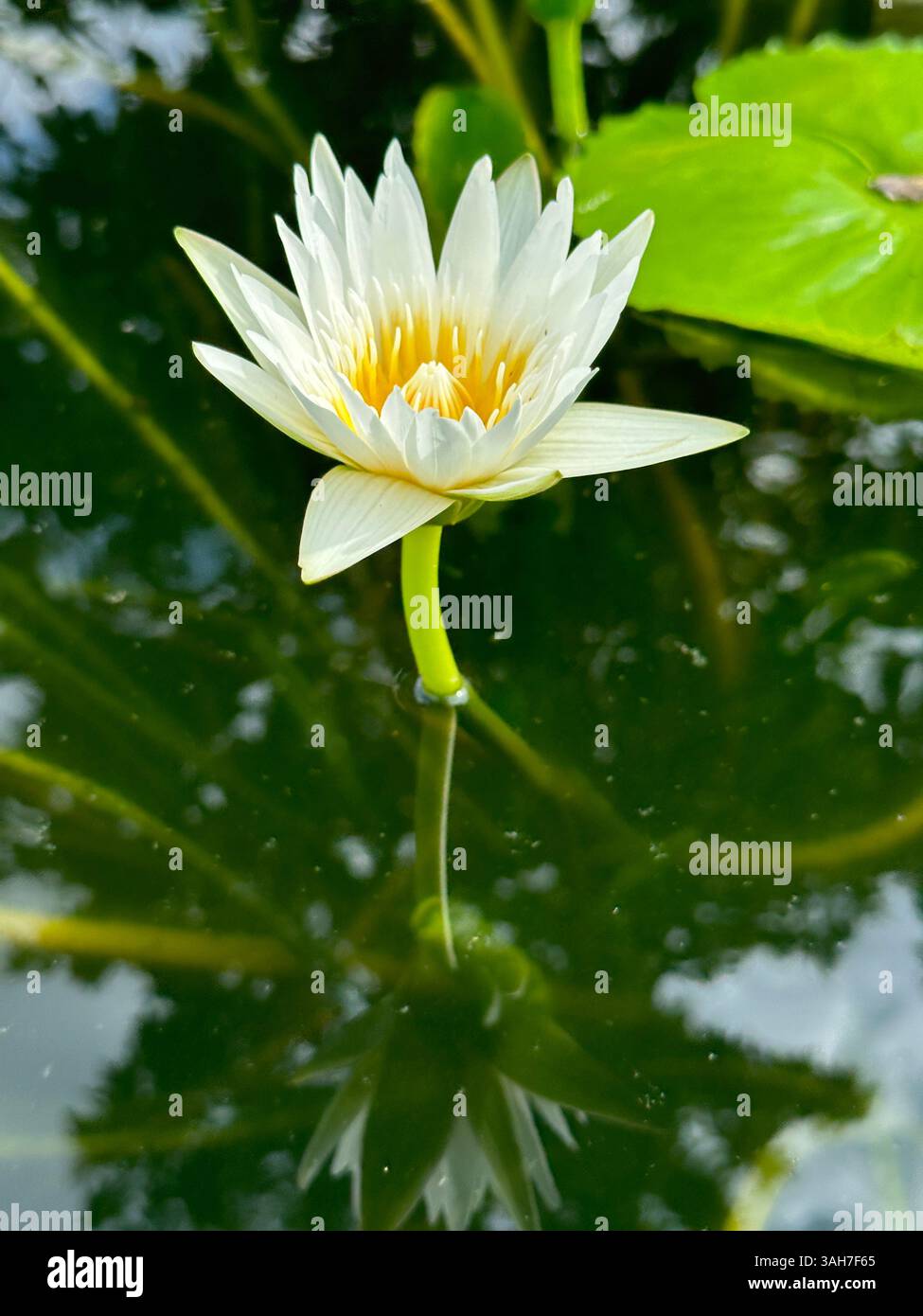 Primo piano di una splendida giglio d'acqua bianca in piena fioritura, riflessa sulla superficie dell'acqua. Nymphaea White Colorata. Foto Stock
