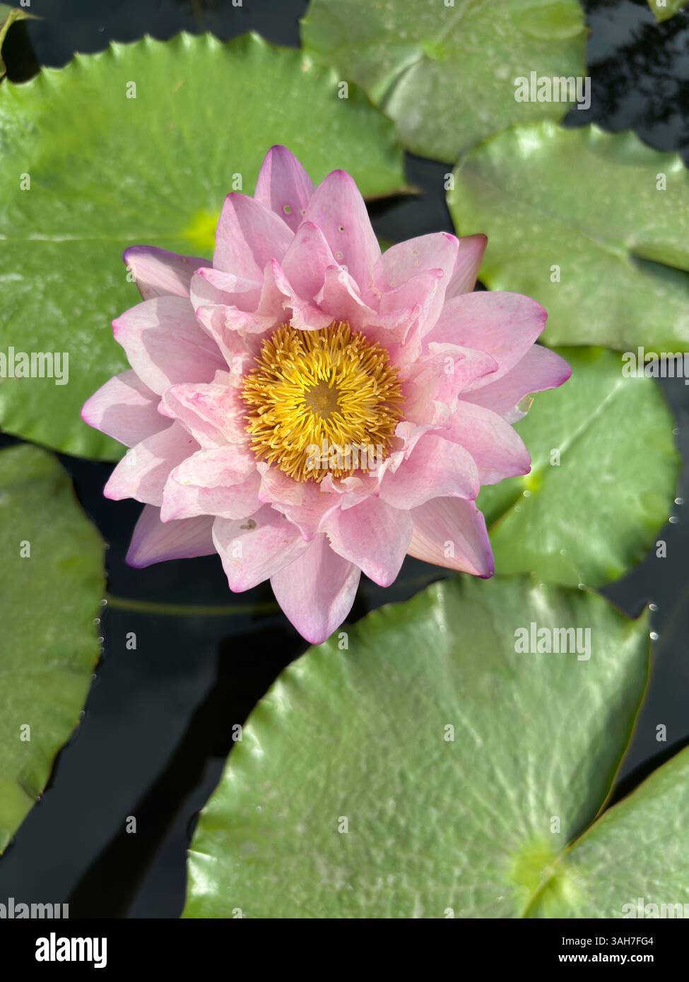 Una splendida ninfee rosa fiorisce tra i tappetini di giglio in un tranquillo laghetto. Foto Stock