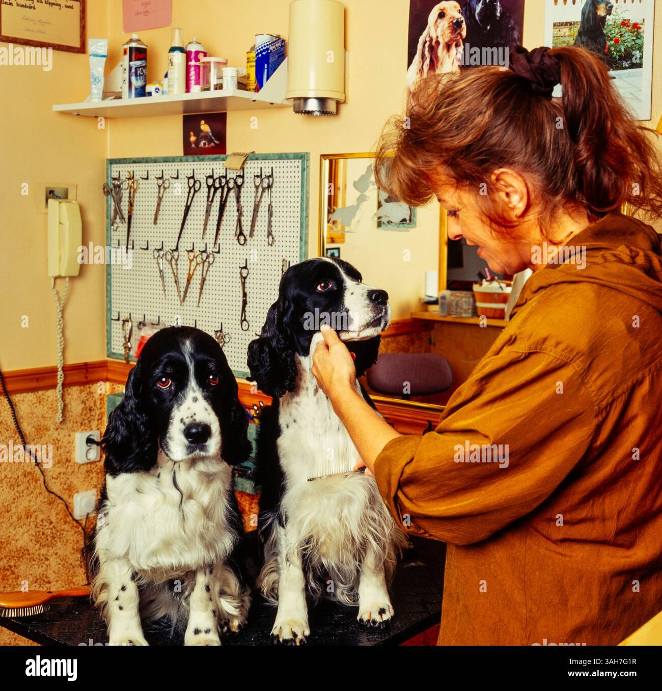 Cura dei cani Foto Stock