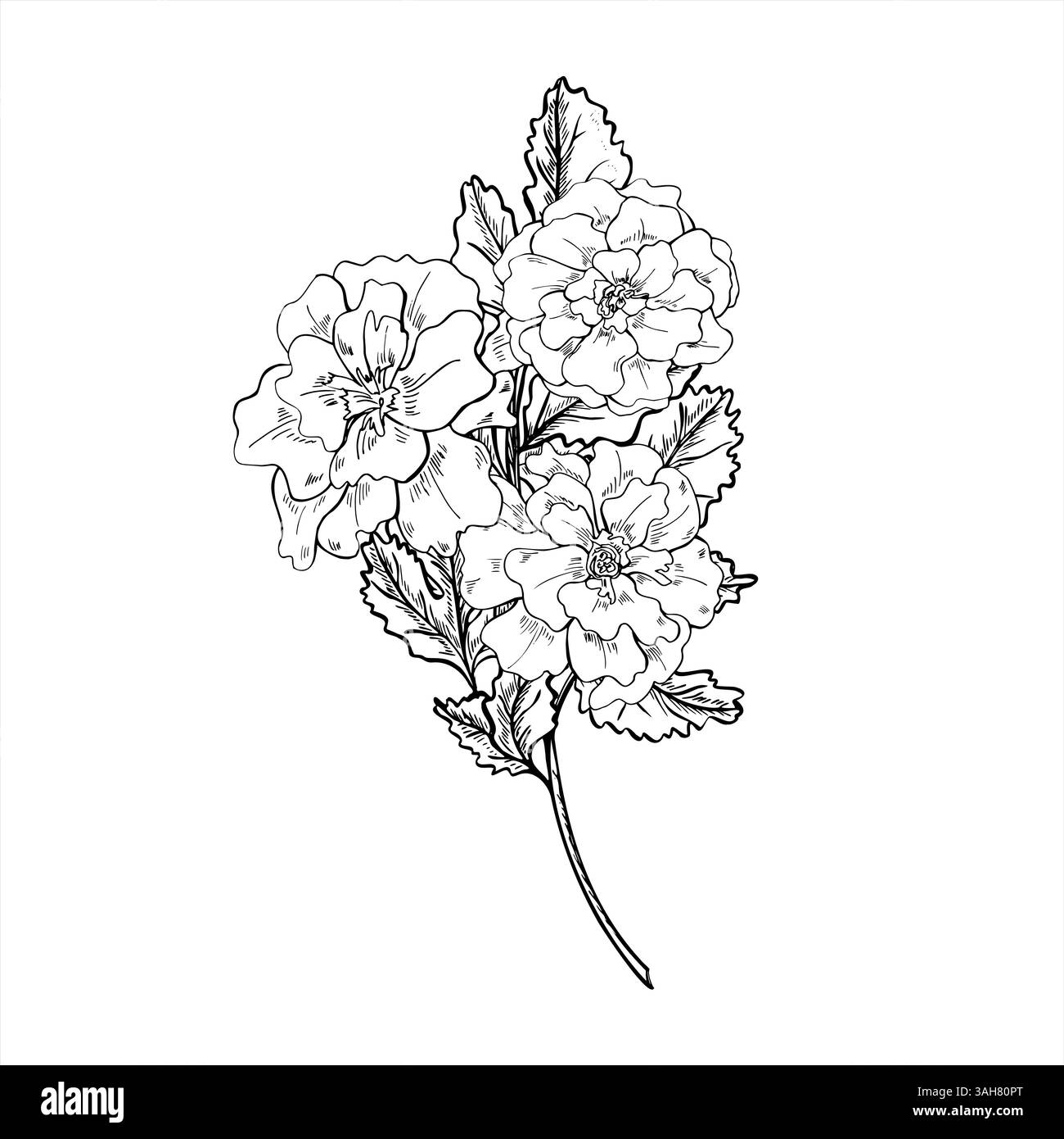 Calendula monocromatica con foglie su stelo ramificato illustrazione isolata vettoriale dipinta con inchiostri neri. Bouquet di fiori di Calendula per erboristeria Illustrazione Vettoriale