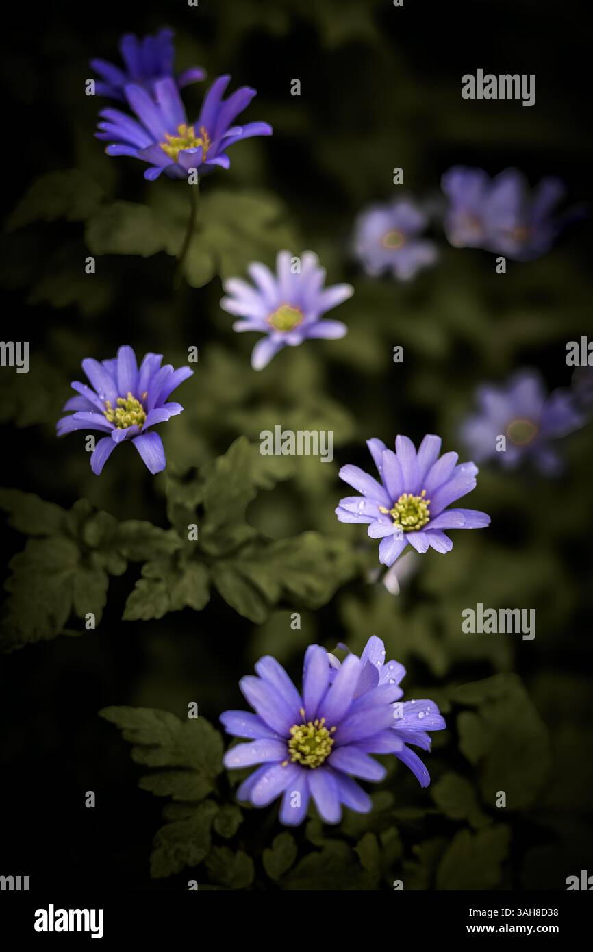 Fiori di vento di Grecia (Anemone Blanda) fiori a margherita in sfumature blu viola che fioriscono all'inizio della primavera, Inghilterra Regno Unito Foto Stock