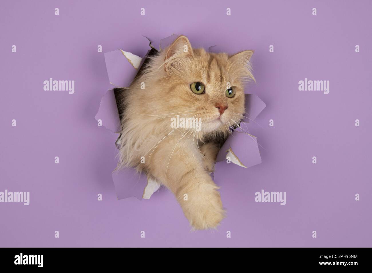 Gatto tedesco longhair Foto Stock