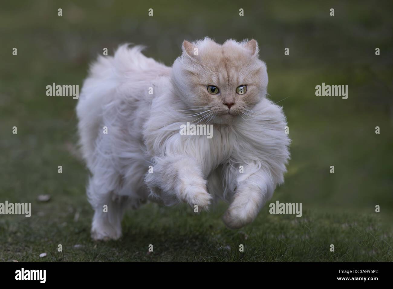 Gatto tedesco longhair Foto Stock