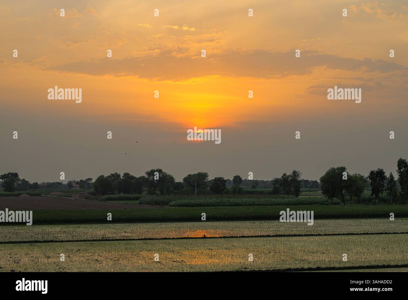Splendido tramonto sulla regione agricola del Punjab, Pakistan Foto Stock