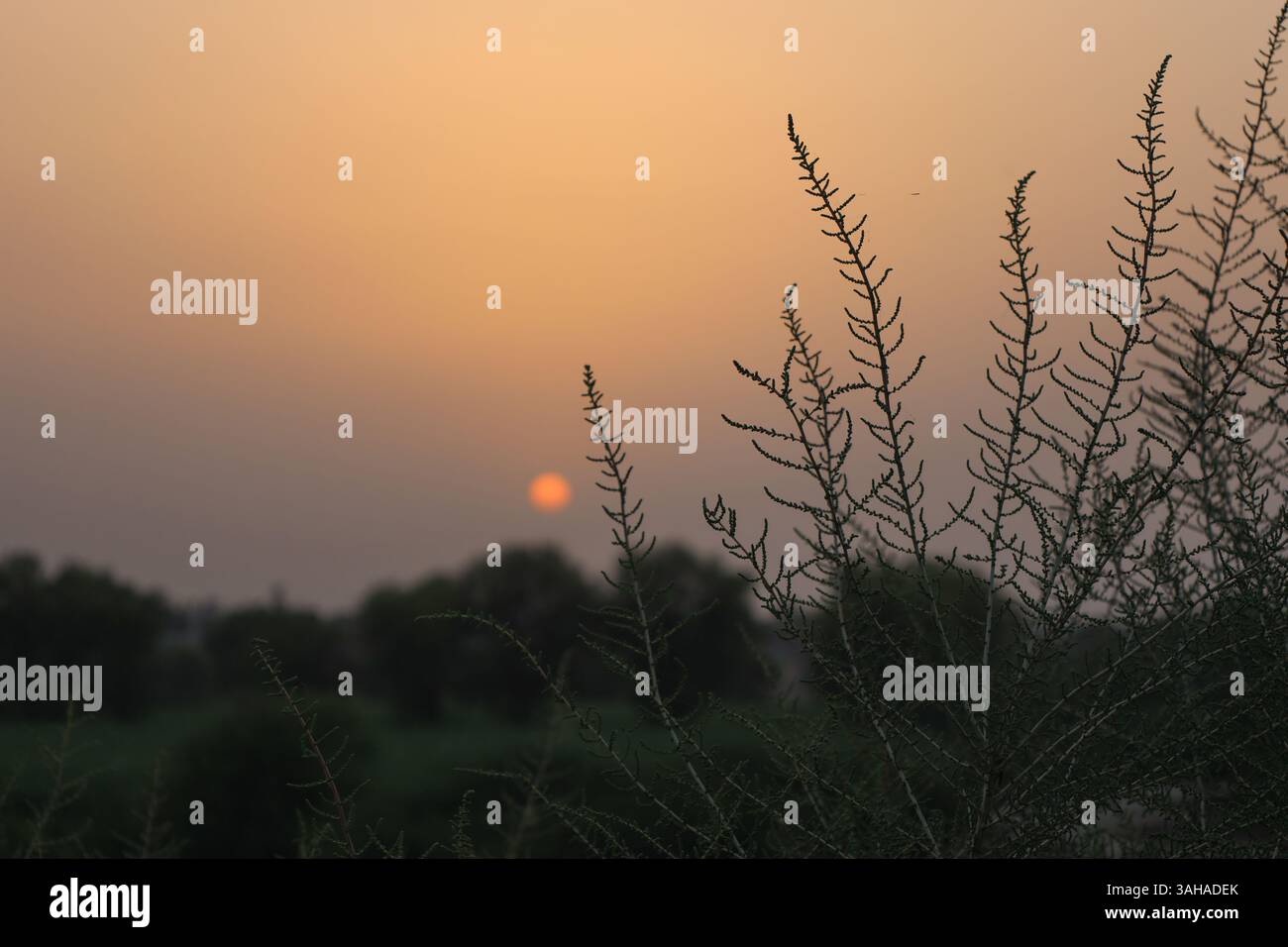 Splendido tramonto sulla regione agricola del Punjab, Pakistan Foto Stock