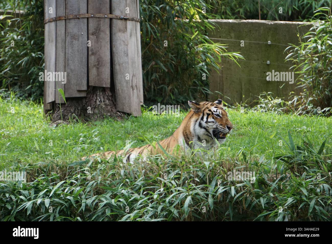 Fotografia di animali selvatici: Una maestosa tigre del Bengala si trova nell'erba di una giungla indiana, a caccia delle sue prede. Foto Stock