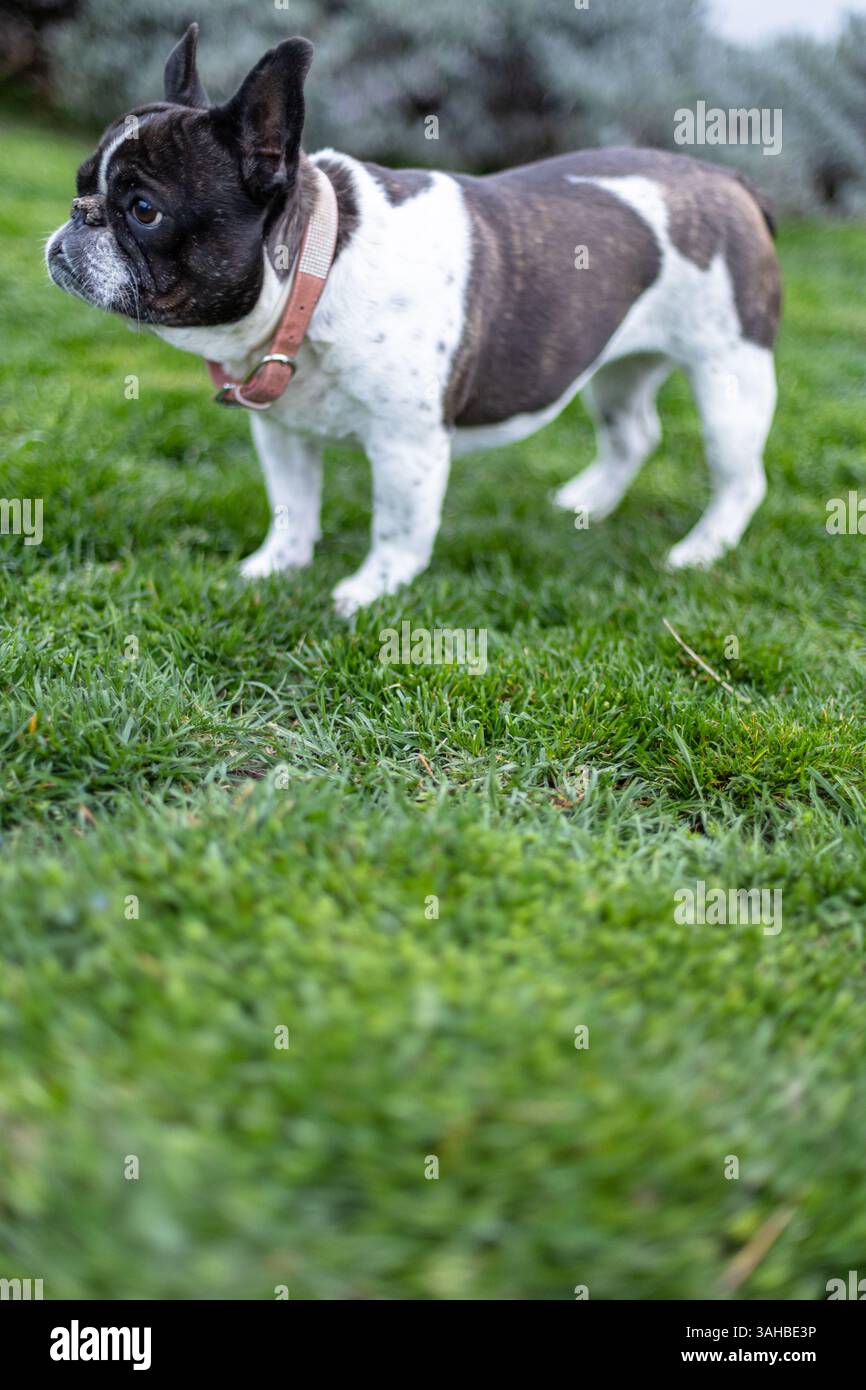 Un adorabile Bulldog francese in piedi su erba fresca in un giardino illuminato dal sole che crea un'atmosfera serena e tranquilla, che mostra la bellezza naturale e il cha Foto Stock