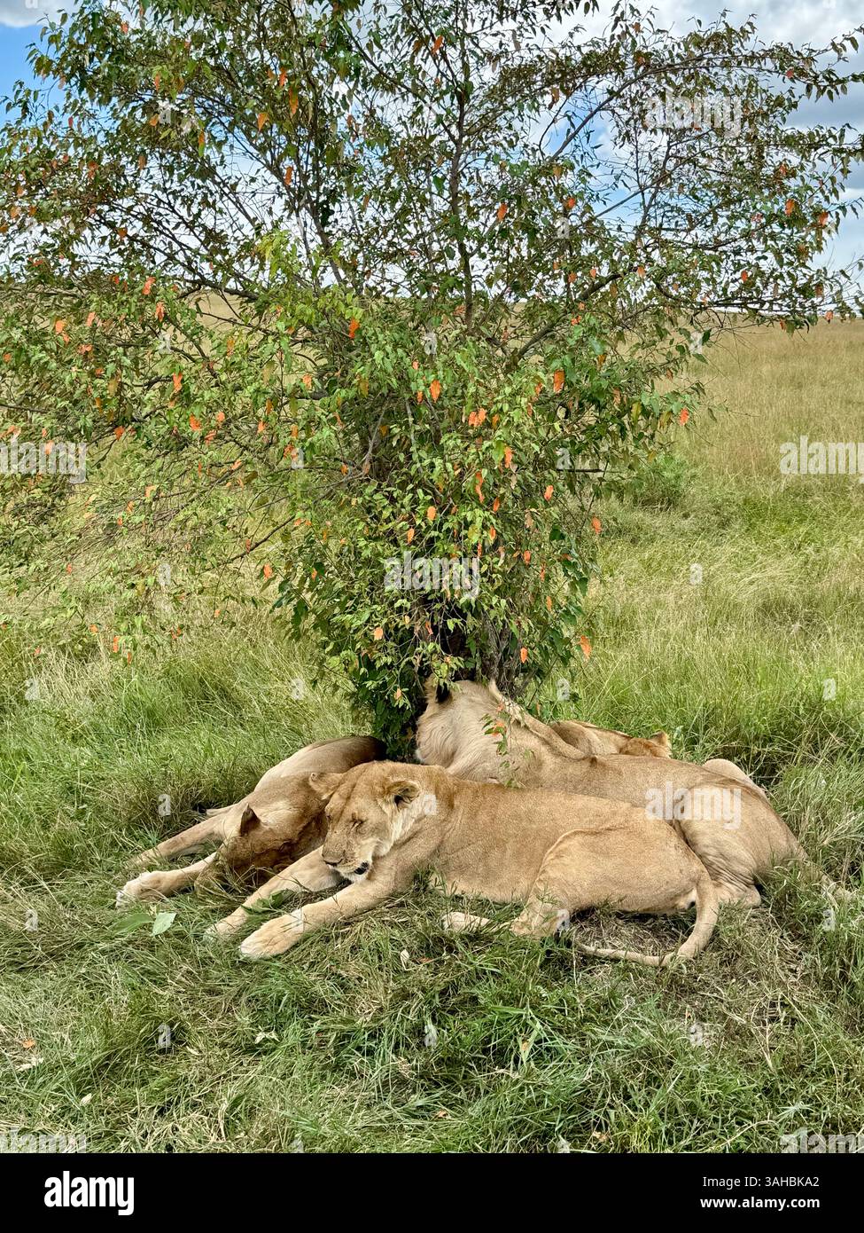 Leoni a Maasai Mara in Kenya - Immagine stock catturata con smartphone