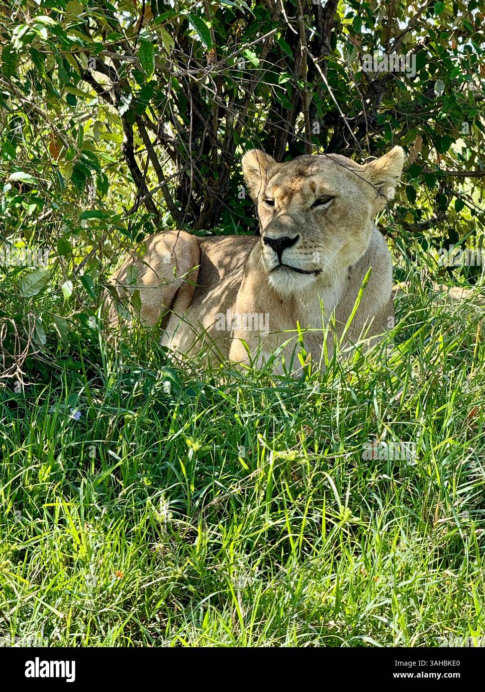 Leoni a Maasai Mara in Kenya - Immagine stock catturata con smartphone