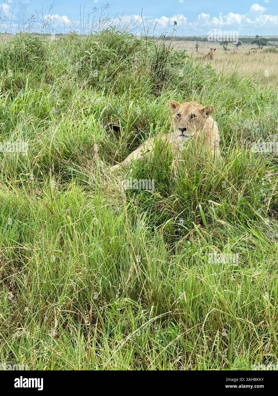 Leoni a Maasai Mara in Kenya - Immagine stock catturata con smartphone