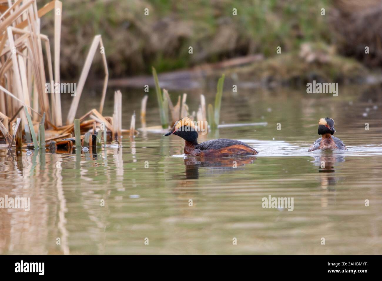 Un primo piano di un uccello raro molto colorato conosciuto come Grebe che nuota tra la palude. Testa a strisce gialle con piccoli occhi rossi brillanti. Foto Stock