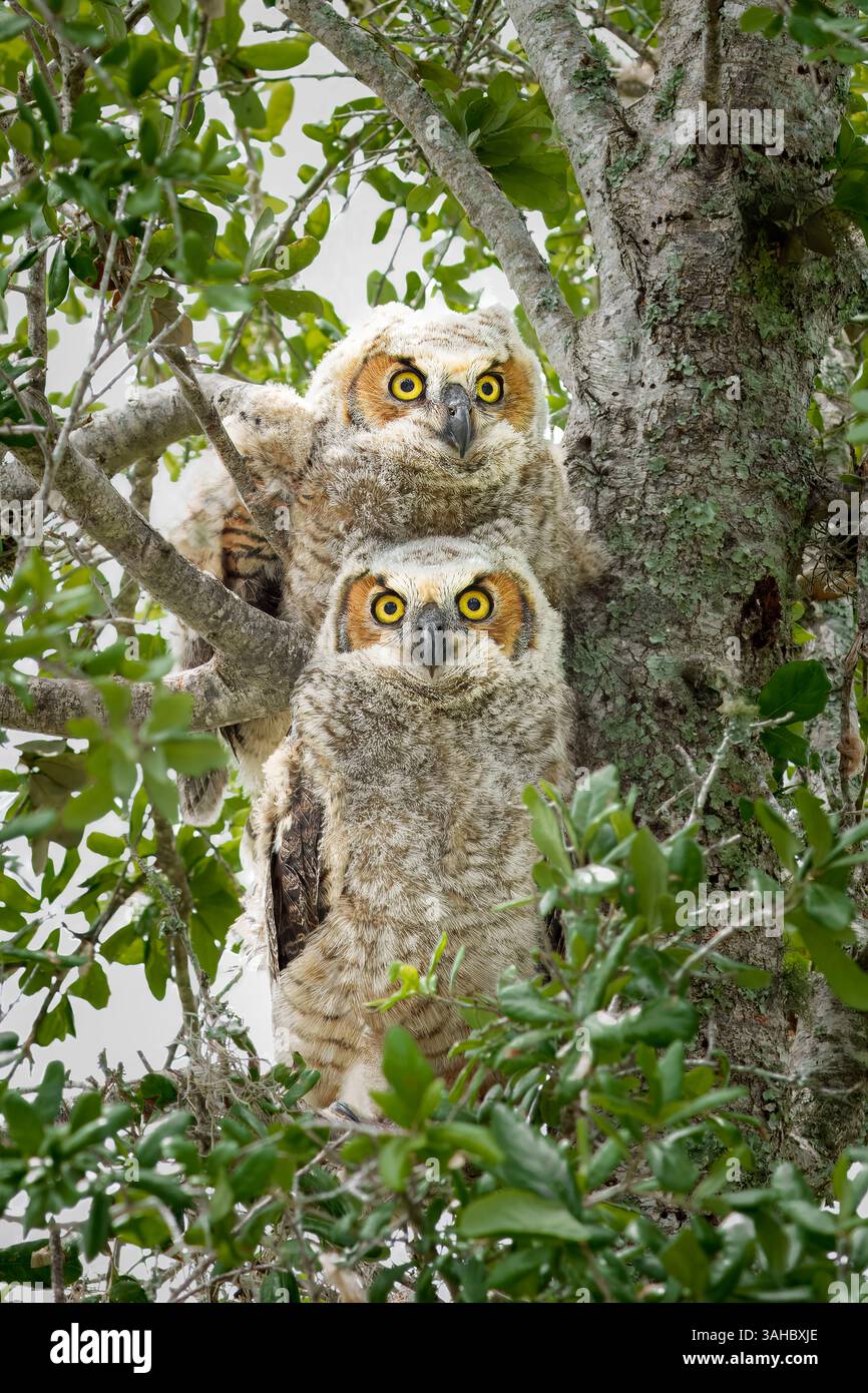 Grandi gufo cornuto (alias gufo tigre) pulcini visti a Port St Lucie, FL, USA Foto Stock