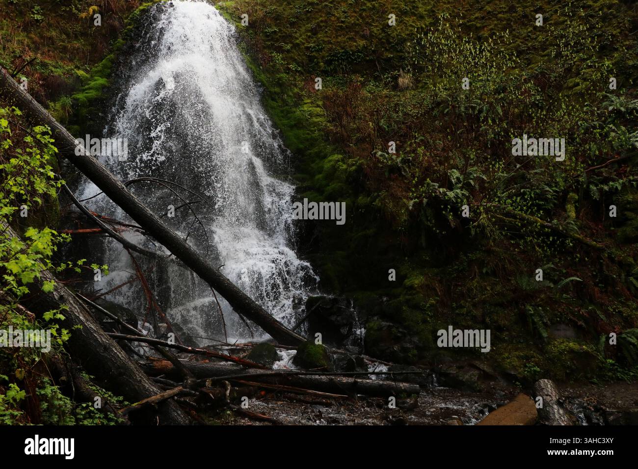 Fairy Falls nella gola del fiume columbia. Nella foto sono raffigurati tronchi caduti circondati da muschio e felci. Foto Stock
