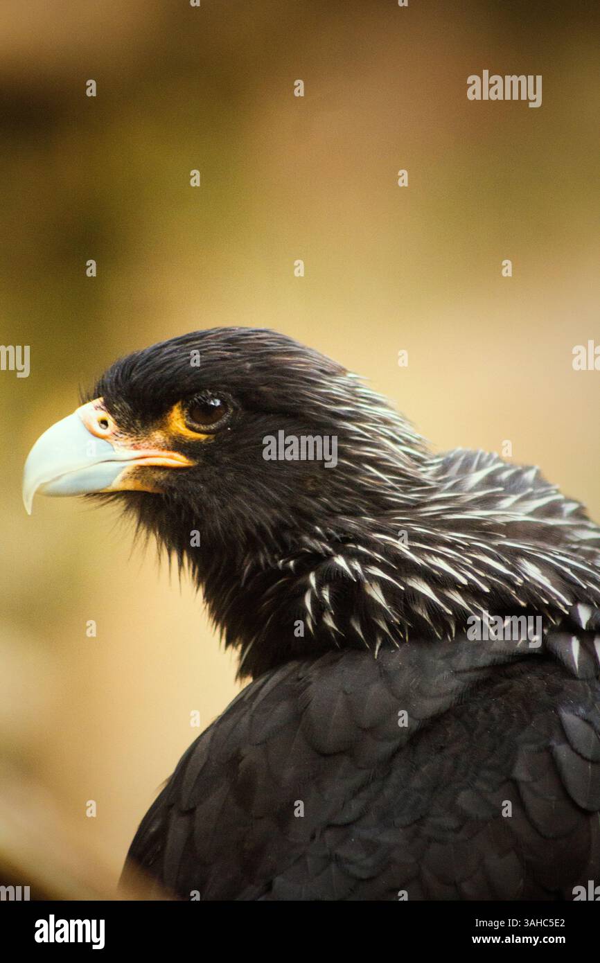 Primo piano Ritratto di un caracara striato nella natura, Fotografia naturalistica, Fotografia naturalistica, animali, caracara striata, uccello preda, bello. Foto Stock