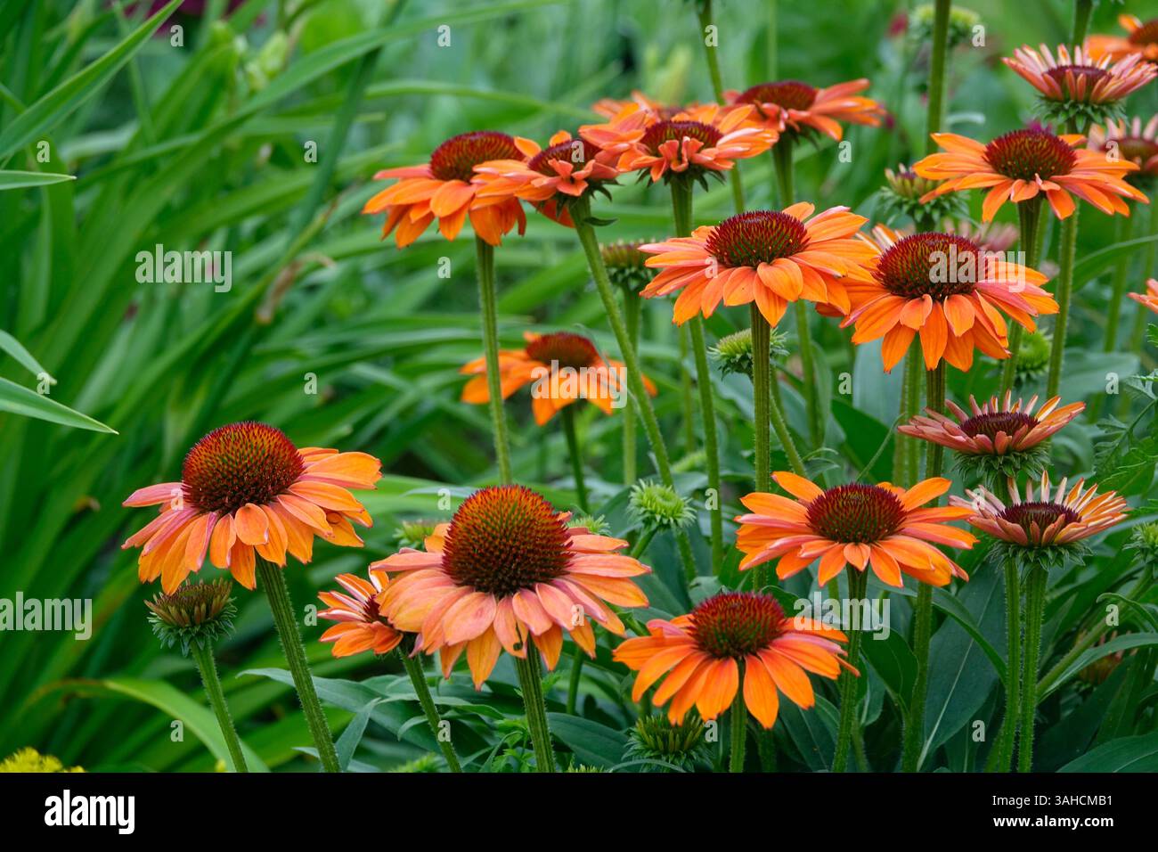 Una vista ravvicinata dei fiori di coneflower arancioni, che mostra i suoi intricati dettagli e le vivaci sfumature. Foto Stock