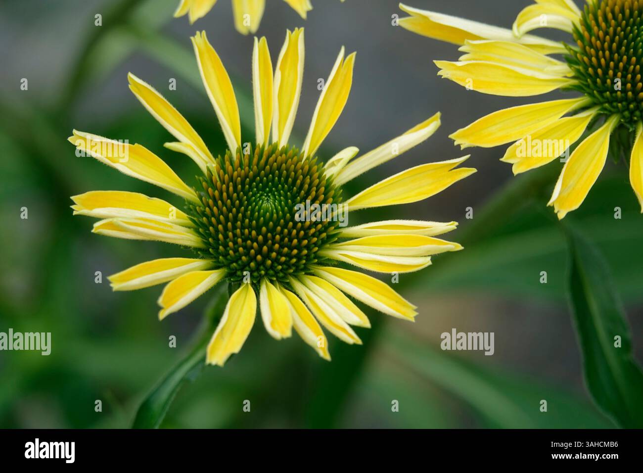 Una vista ravvicinata di un coneflower giallo, che mostra i suoi intricati dettagli e le vivaci sfumature. Foto Stock