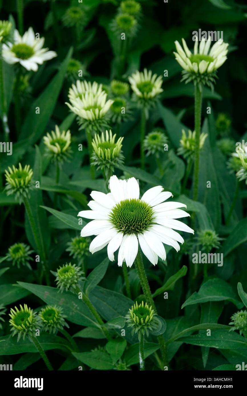 Una vista ravvicinata di un coneflower bianco, che mostra i suoi dettagli intricati e le vivaci sfumature. Foto Stock