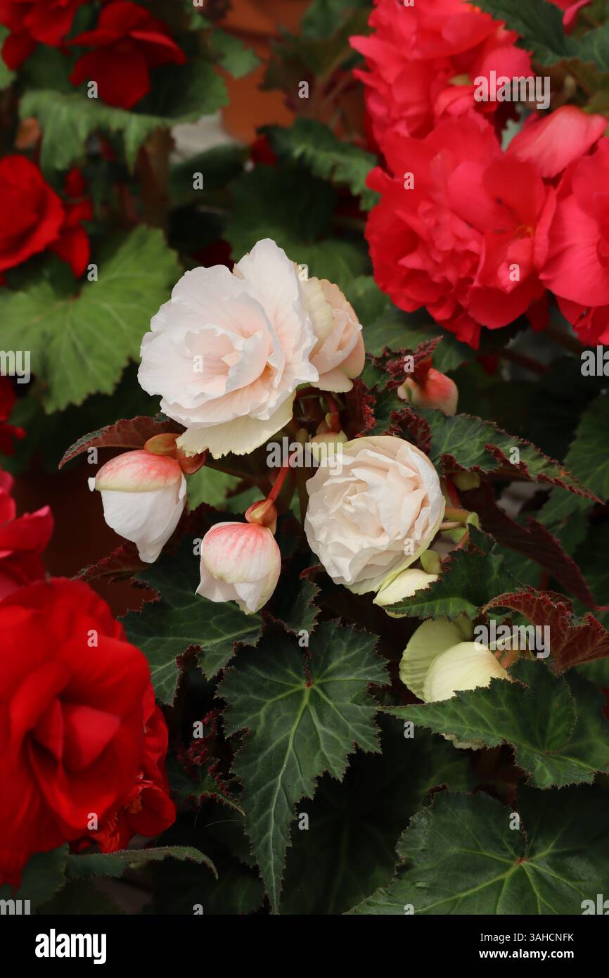Delicata begonia fiorisce, una sinfonia di rossi e bianchi, annidata tra un fogliame verde profondo. Foto Stock