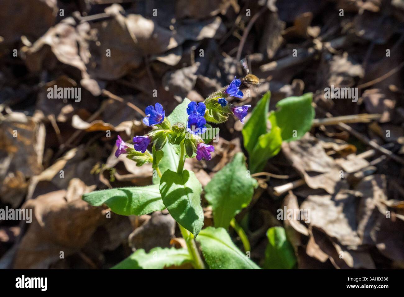 Pulmonaria officinalis, nomi comuni di erba del lungggo, erba del lunggo comune, lacrime di Maria Foto Stock