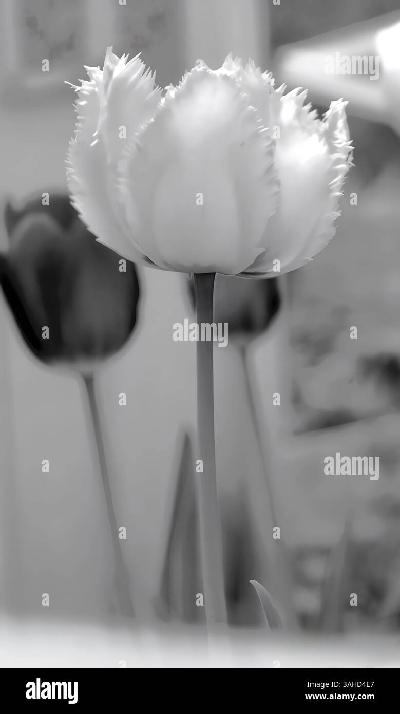 Immagine BW di un tulipano bianco con bordi a fuoco, con boccioli di tulipani sfocati sullo sfondo. Elegante composizione floreale, ideale per copertine di riviste Foto Stock