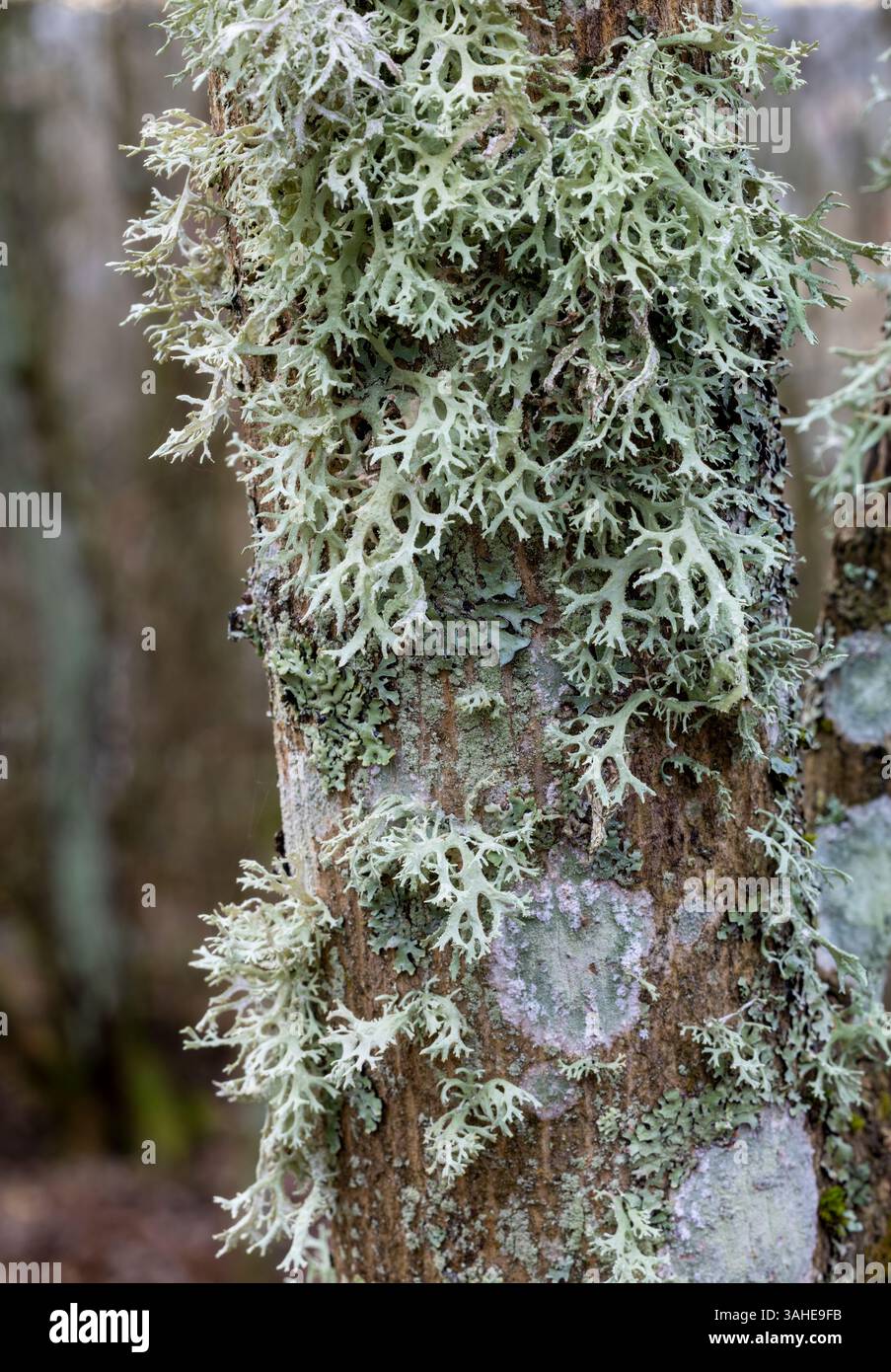 Crescita di muschio di quercia Foto Stock