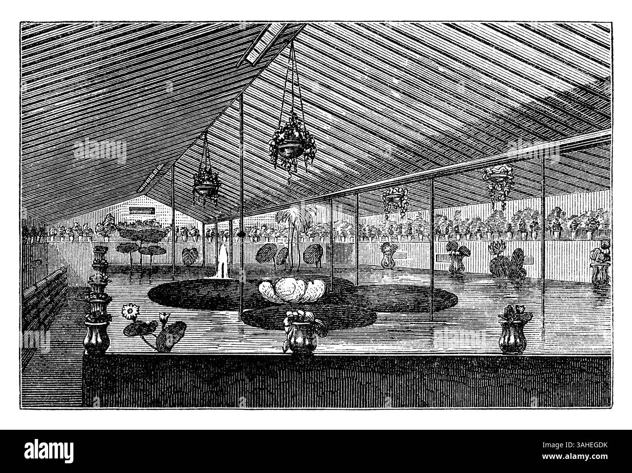 Incisione vintage 1854 dell'interno del vivaio Knight & Perry in King's Road, Chelsea, Londra, che mostra l'acquario. Molte piante dell'Amazzonia sono state mostrate qui. Foto Stock