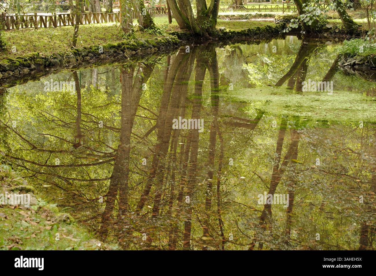 Gli alberi si riflettono nello stagno nel monumento naturale della Primavera di Bosnia, Sarajevo, Bosnia ed Erzegovina Foto Stock