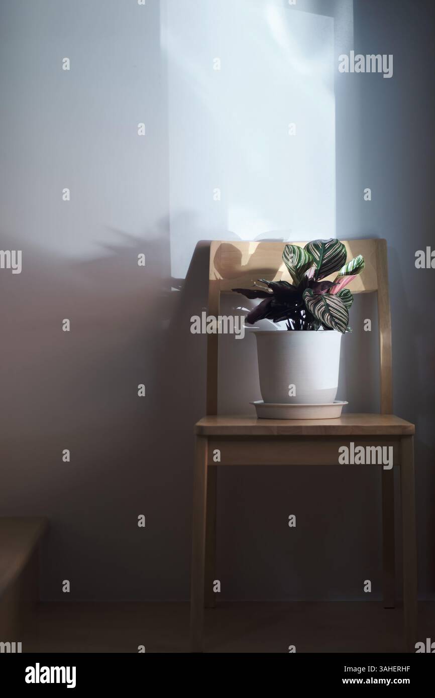 Una Calathea Sanderiana piantata in una pentola bianca su sedia di legno al sole dalla finestra e all'ombra scura con spazio fotocopie Foto Stock