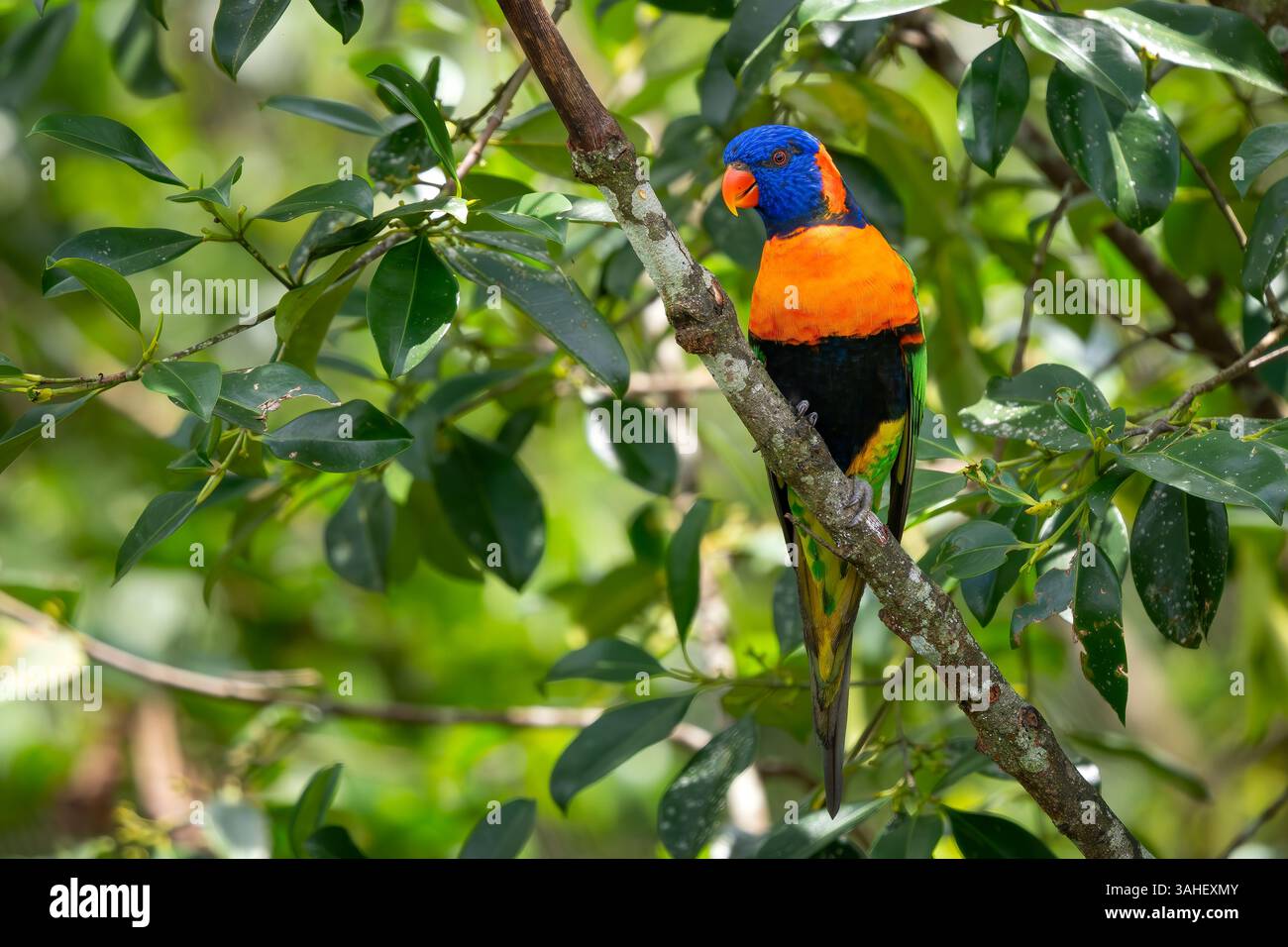 Lorikeet con colletto rosso - Trichoglossus rubritorquis, splendido pappagallo colorato proveniente da foreste e boschi australiani. Foto Stock