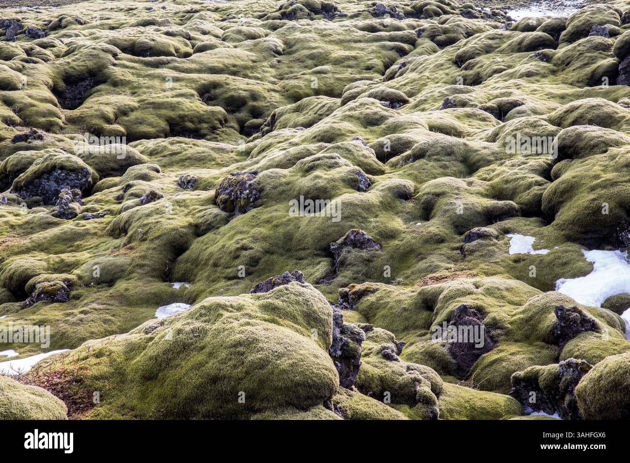 Marzo 22, 2015 - Islanda - un tipico paesaggio panoramico di rocce di muschio guidando lungo la strada di circonvallazione (percorso 1) durante la primavera tra SkaftaÌrtunguvegur e KirkjubÃ¦jarklaustur in Islanda (credito Immagine: © Daniel DeSlover/ZUMA filo) Foto Stock