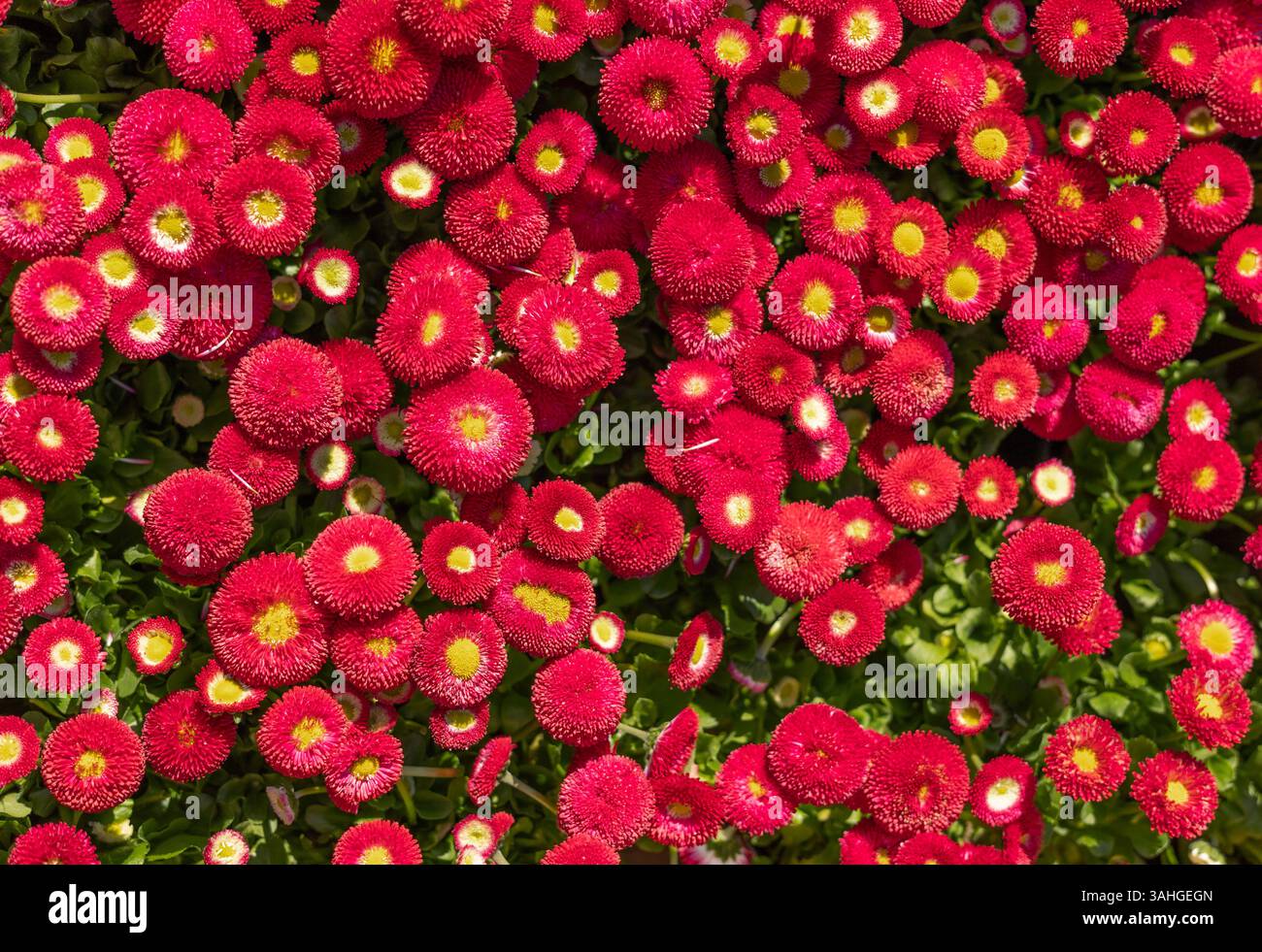fiori primaverili per sfondo Foto Stock