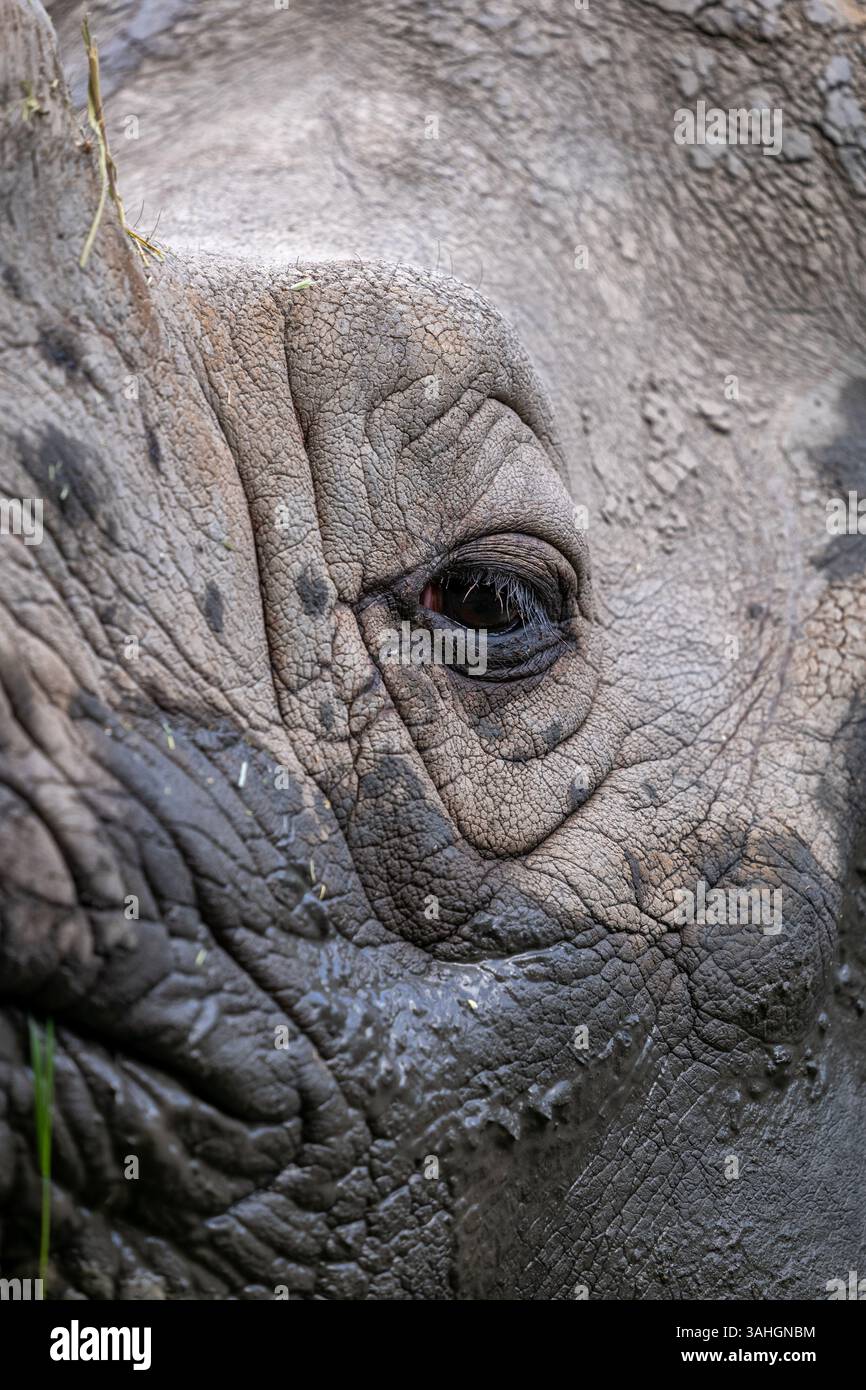 Il rinoceronte indiano (Rhinoceros unicornis) ritratto ravvicinato della testa, animale della famiglia Rhinocerotidae, regione nativa: Subcontinente indiano. Foto Stock