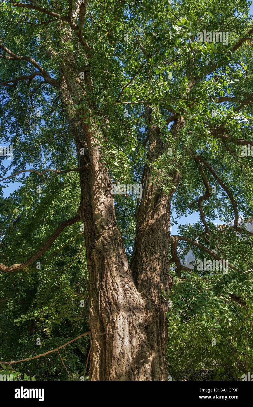 Ginkgo biloba Tree, altri nomi: ginkgo, gingko o maidenhair Tree nella famiglia Ginkgoaceae, originario dell’Asia orientale. Foto Stock
