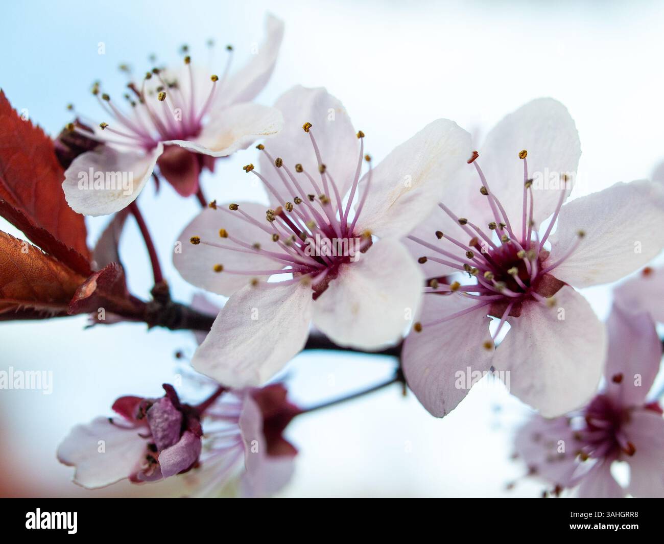 Primo piano di fiori primaverili rosa e bianca su un ramo di albero contro un cielo limpido, mostrando delicati petali e dettagli di polline. Foto Stock