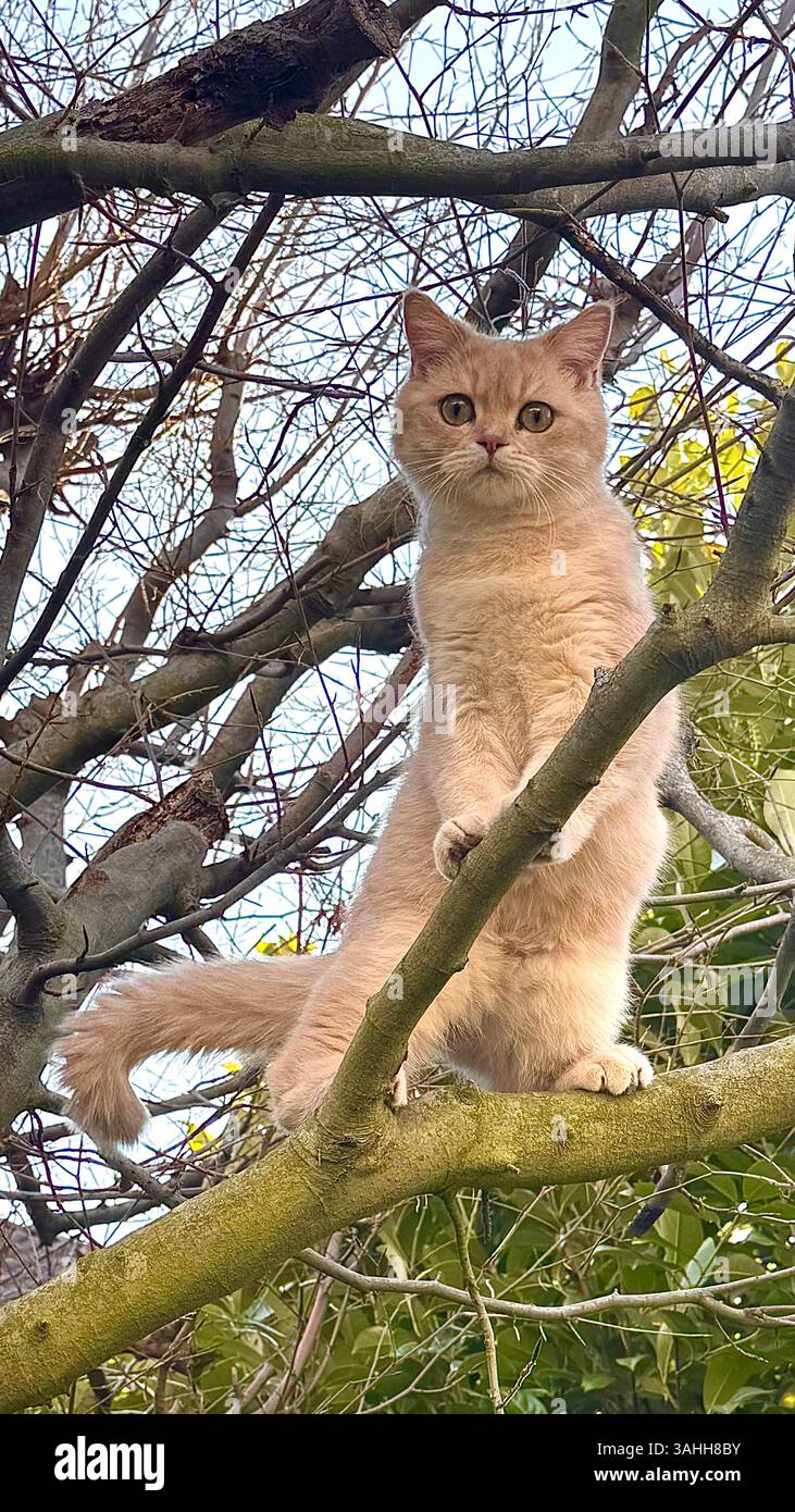 Curioso gatto dello zenzero in piedi sul ramo dell'albero in giardino - Immagine stock catturata con smartphone