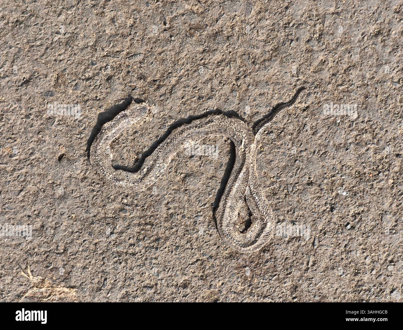 Una carcassa di serpente asciutta e appiattita sulla strada asfaltata Foto Stock