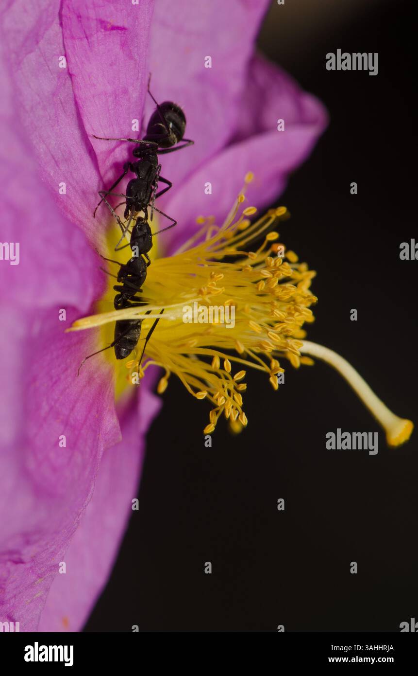 Formiche Camponotus feae su un fiore di Cistus horrens. Riserva naturale integrale dell'Inagua. Gran Canaria. Isole Canarie. Spagna. Foto Stock