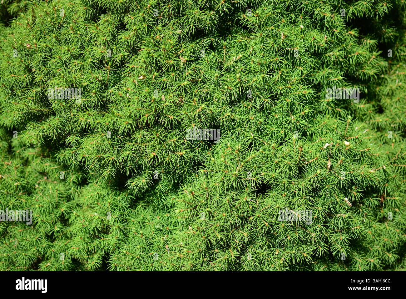 Sfondo dei rami verdi Picea glauca in abete bianco. Contesto naturale delle piante di conifere. Foto Stock