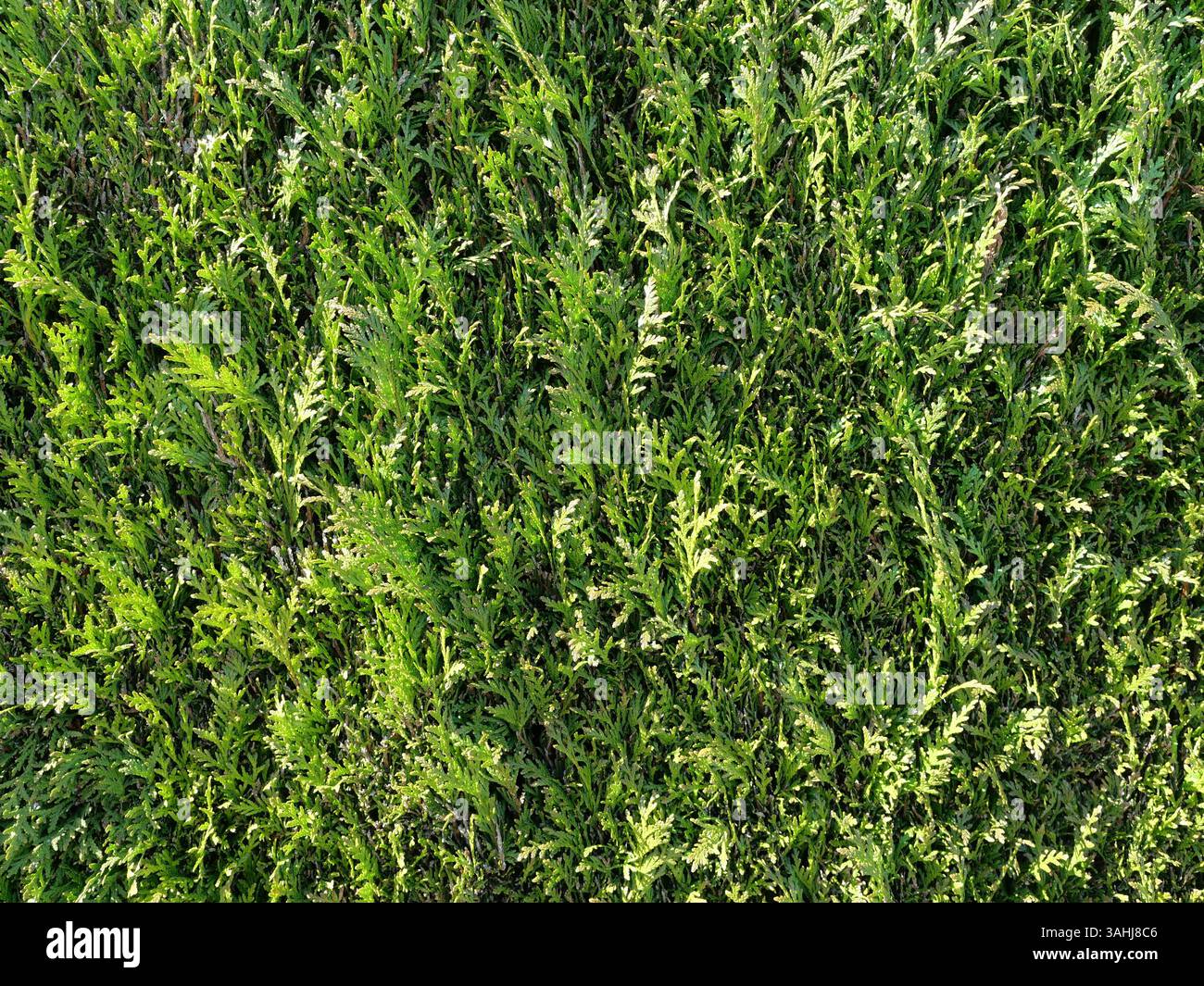 Foto di una grande siepe verde di tuja, ideale come texture o sfondo. Versatile per il giardino, lo screening della privacy e il design del paesaggio. Foto Stock