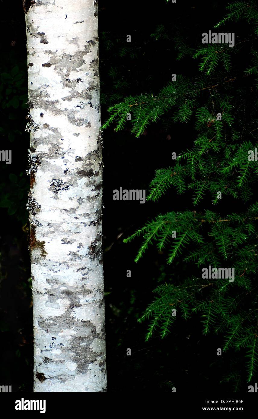 Strathcona Provincial Park, Vancouver Island, British Columbia, Canada. (Immagine di credito: © Larry Clouse/Cal Sport Media/ZUMAPRESS.com) Foto Stock