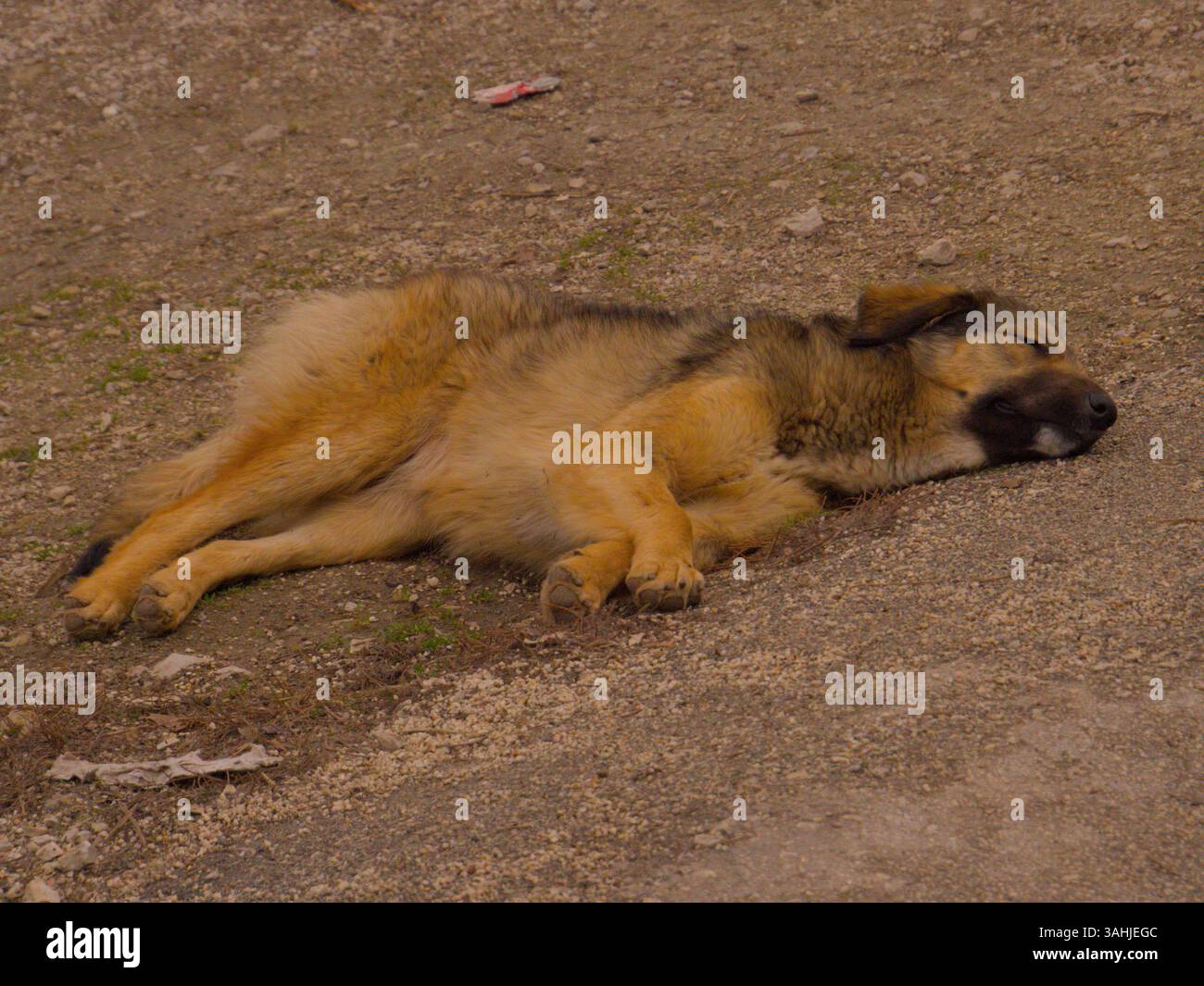 Cane tranquillo che riposa su una superficie di terra in una giornata tranquilla all'aperto, Sarajevo, Bosnia Erzegovina Foto Stock