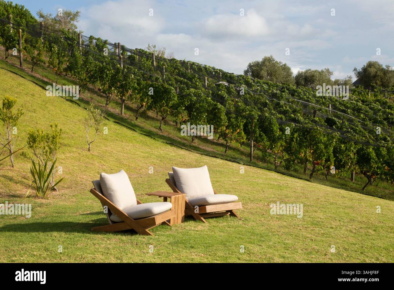 Due poltrone in legno con cuscini su un pendio erboso vicino a un vigneto sotto un cielo nuvoloso. Waiheke Island, Auckland, nuova Zelanda Foto Stock