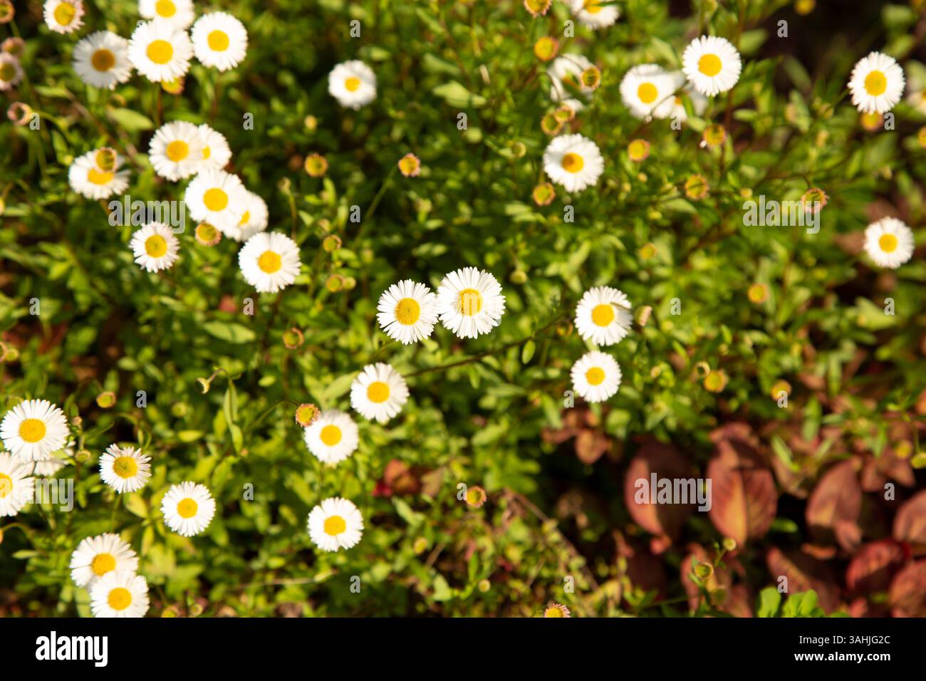 Margherite bianche luminose con centri gialli in un lussureggiante fogliame verde sotto la luce del sole. Auckland, nuova Zelanda Foto Stock