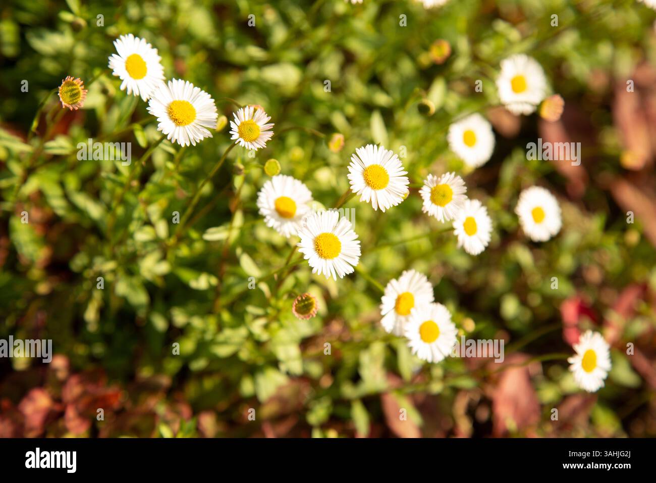 Margherite bianche luminose con centri gialli fioriscono tra lussureggianti foglie verdi alla luce del sole. Auckland, nuova Zelanda Foto Stock